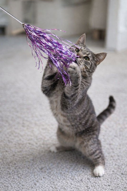 Varita Interactiva con Flecos Brillantes para Gato – Diversión Asegurada